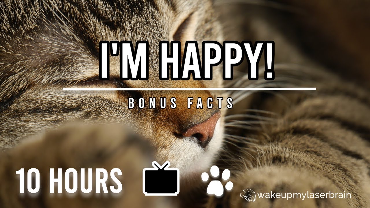 The Best Cat Purr Sound | 📺 Black Screen | 🕙 10 Hours | Relieve Anxiety, Stress | ASMR | Bonus Facts