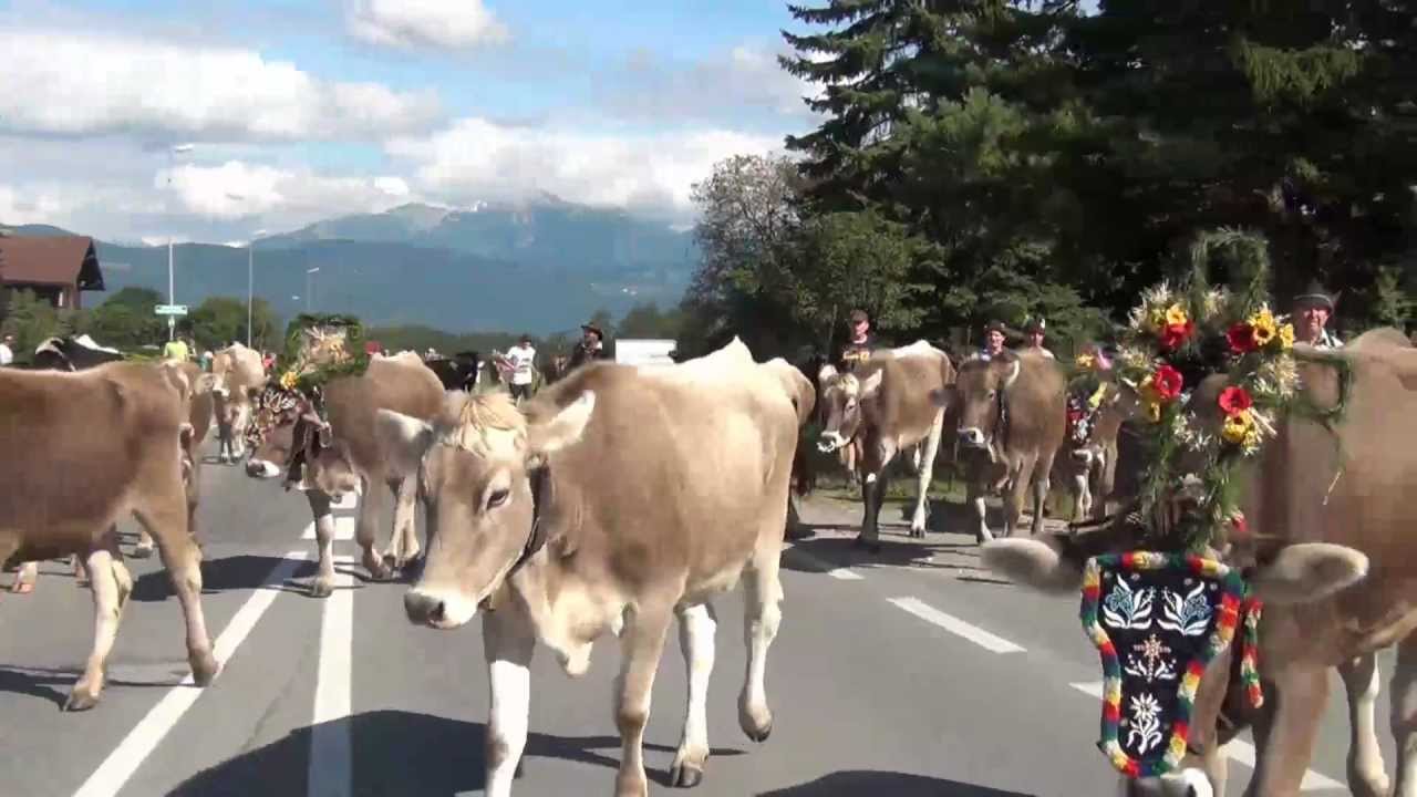 Almabtrieb Obermieming 2012.mp4