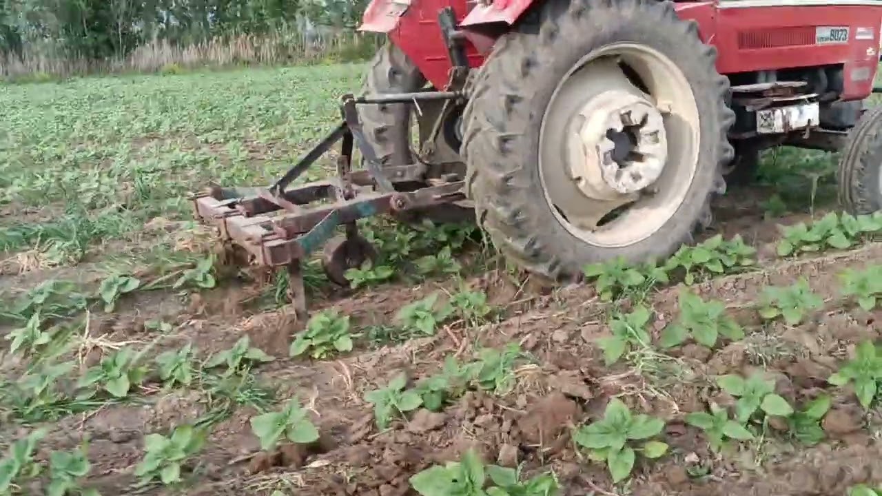 Styer 8073 ile ayçiçeği çapası yapıyoruz