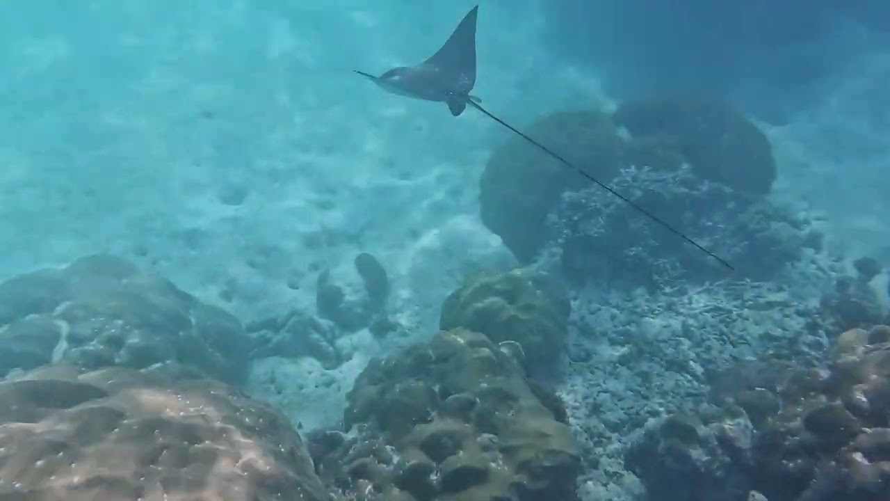 Seychelle - Port Launay Underwater Trail, Mahe Island (SC) Oct 2022