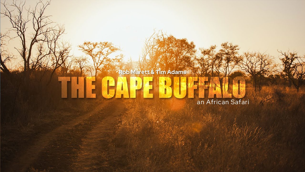 Two Best friends Hunting the Cape buffalo in South Africa