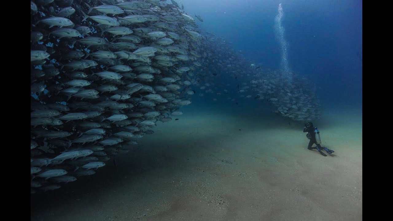 Viaje de buceo a Cabo Pulmo Baja California Sur