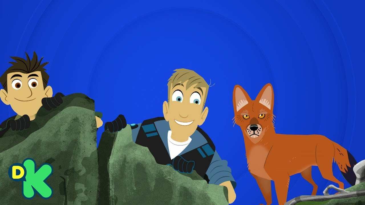 Dole, el perro salvaje | Aventuras con los Kratt | Discovery Kids