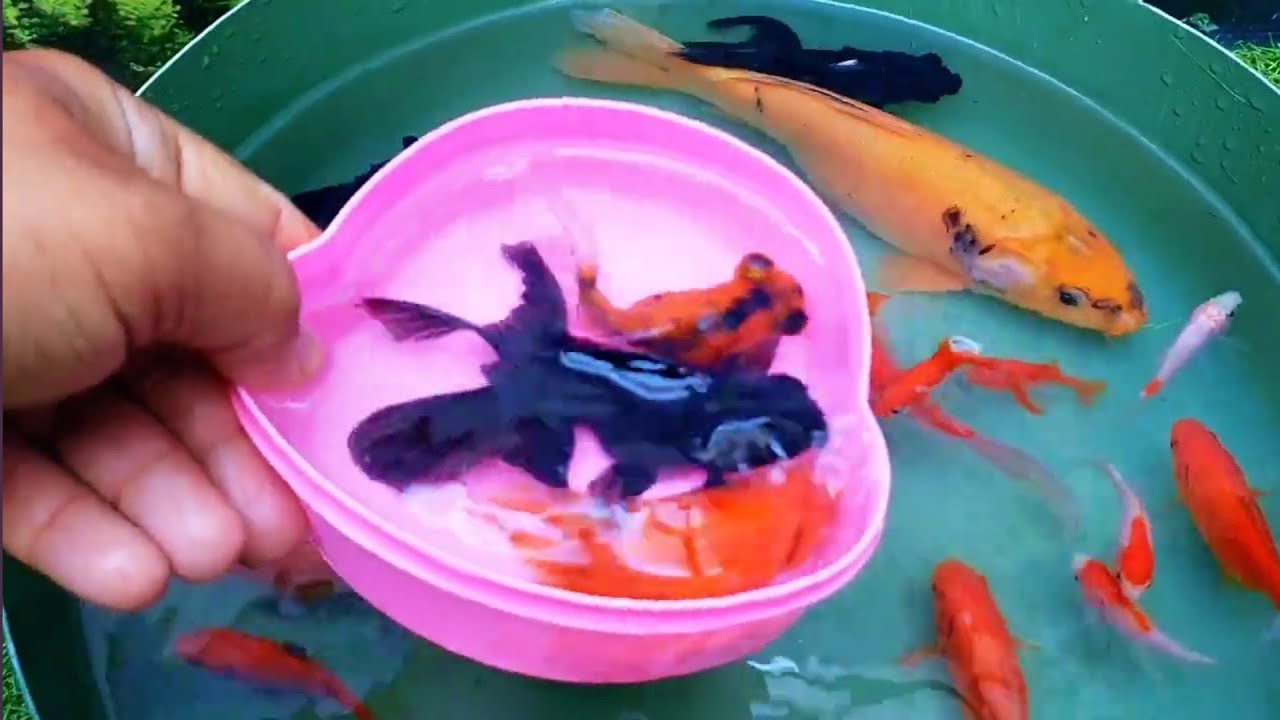 Tangkap Ikan Lele Dalam Kolam, Koi, Ikan Komet, Ikan Mas Koki, Kura-kura, Udang | Fish Show Ep 28