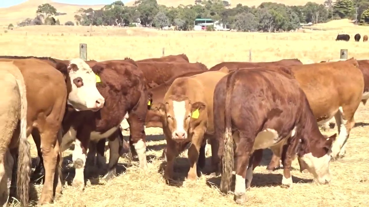Steers