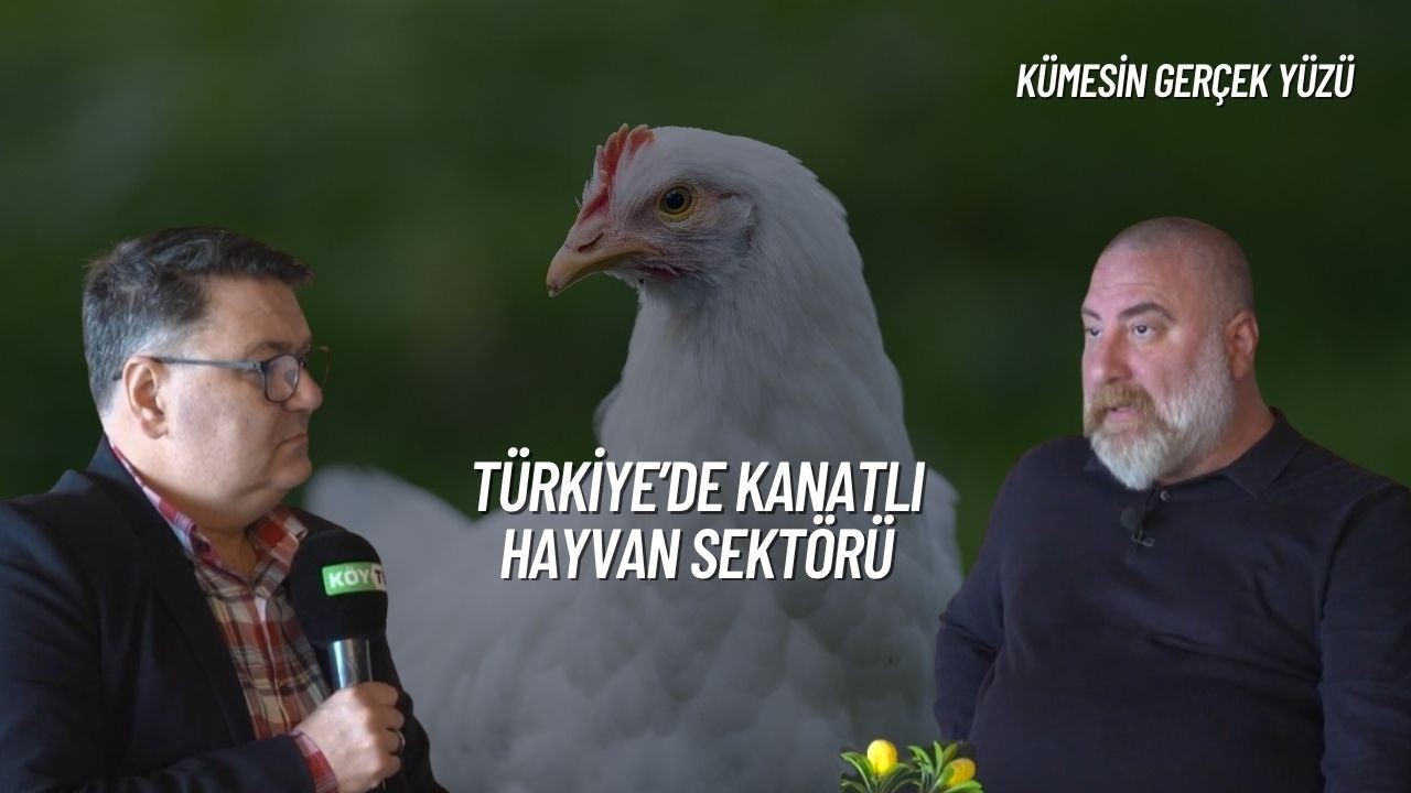 T&Uuml;RKİYE'DE KANATLI SEKT&Ouml;R&Uuml; I K&Uuml;MESİN GER&Ccedil;EK Y&Uuml;Z&Uuml;