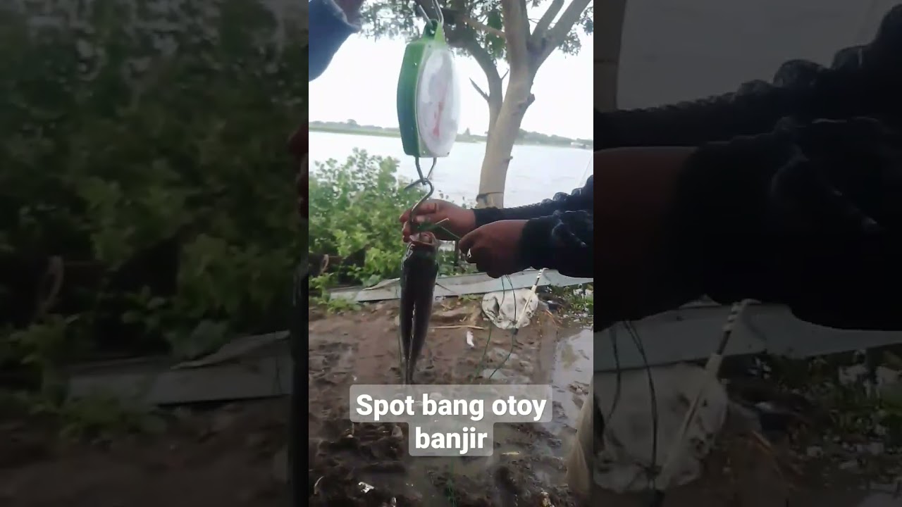 satu nila lobang 1,5 kg#mancinglobang #hasilmancing #nilamonster