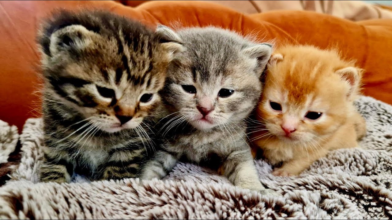 Sweet afternoon nap   #cat #cute #like                     