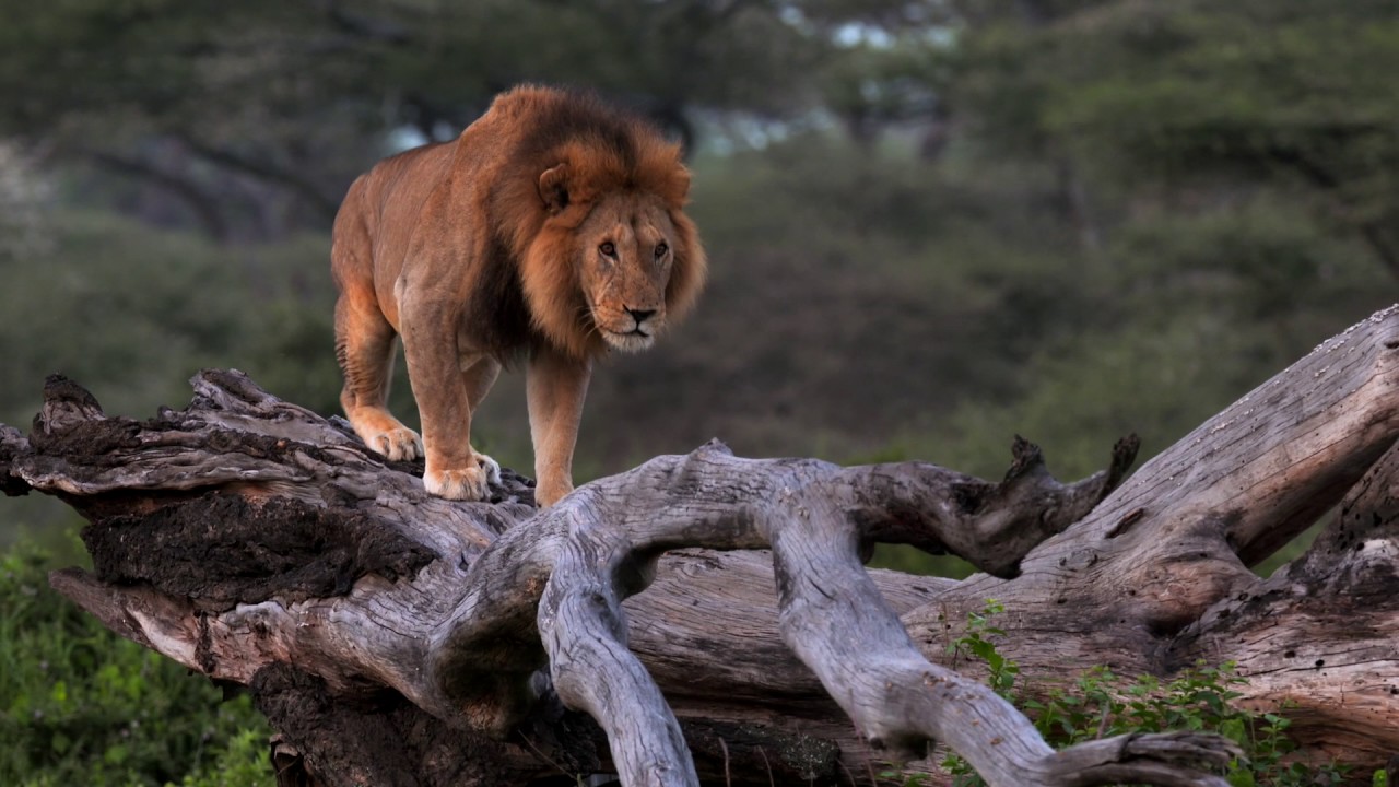 Ndutu Safari Lodge, Ngorongoro Conservation Area, Tanzania