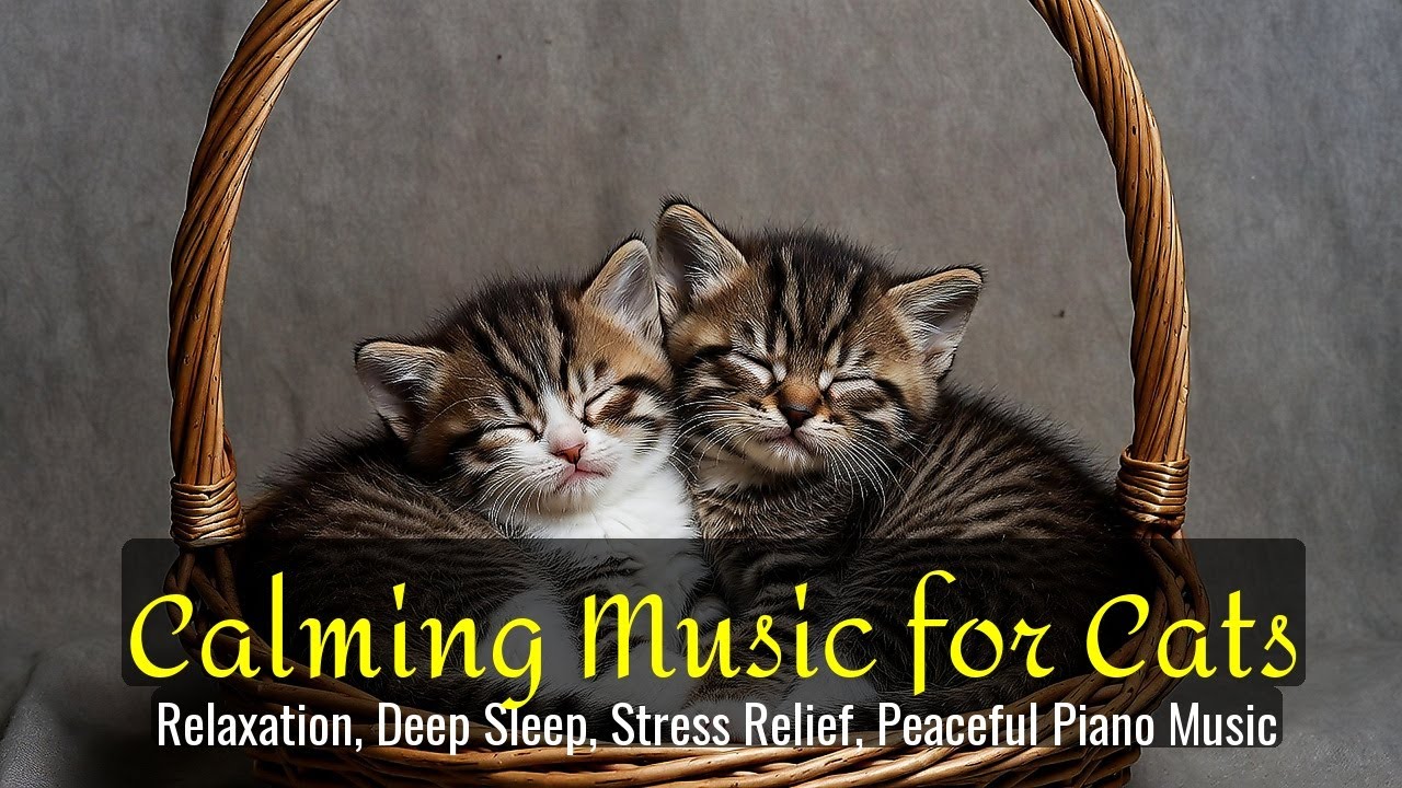 LIVE 🐱 Gentle Dream Music for Kittens 😴 | Season 48