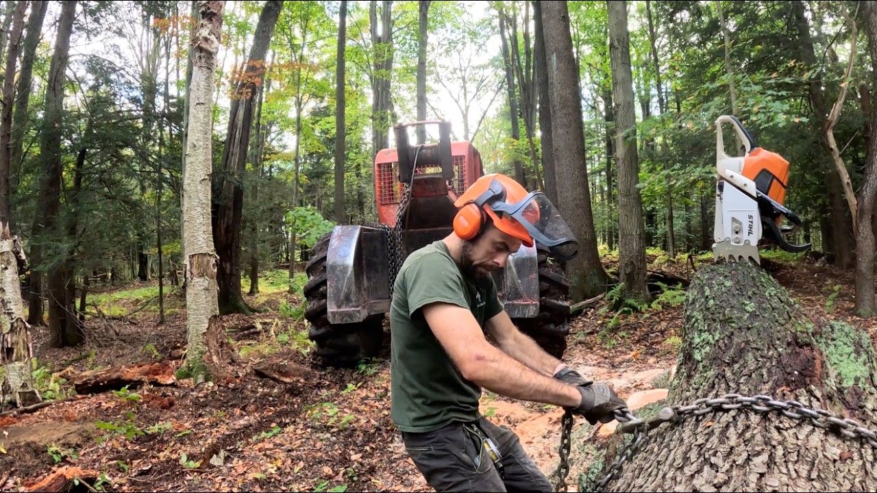 Logging job Start-finish.  Tree felling, skidding, log landings, dozing & more! 