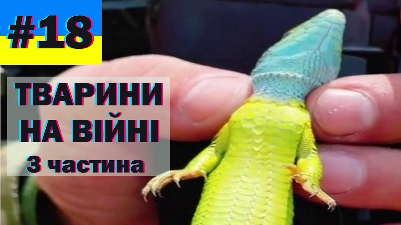 тварини на війні - 3 збірка, краще з тіктоку, меми війни