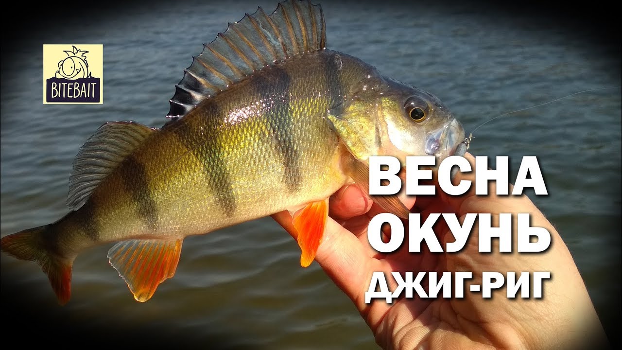 ОКУНЬ НА ДЖИГ-РИГ. Ловля окуня весной на JIG-RIG на водохранилище
