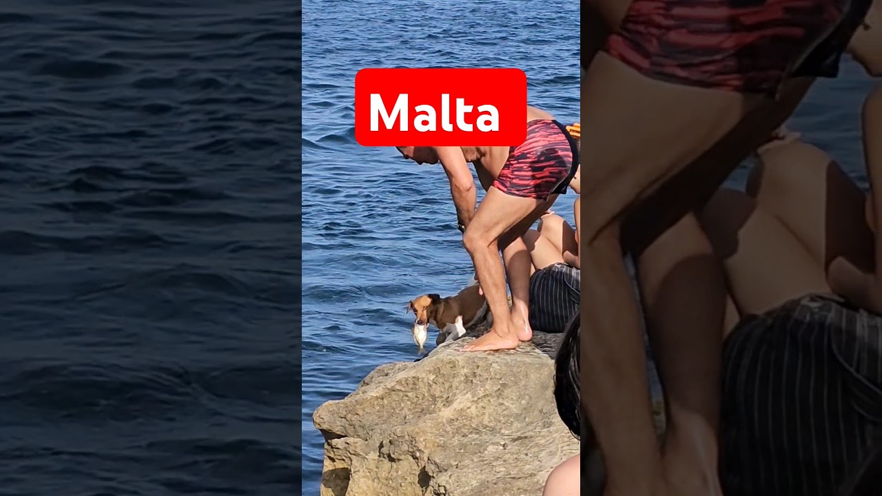 Malta St Peter's Pool Dog