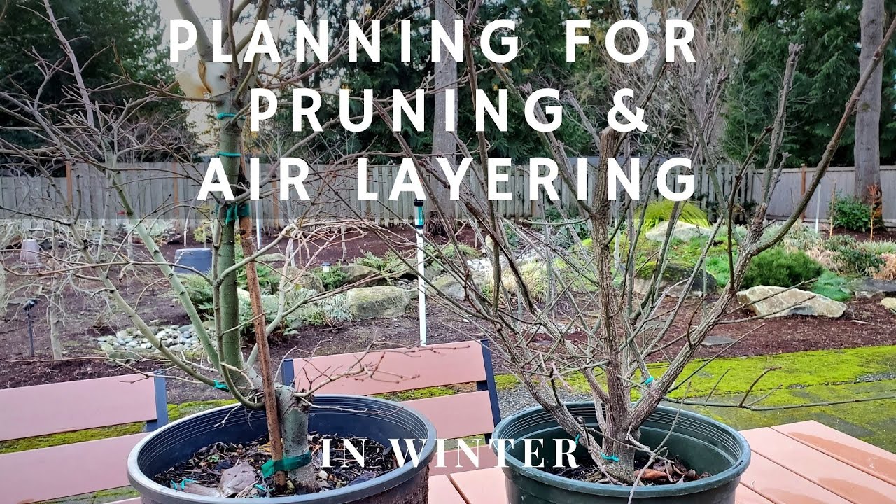 Fun Winter Activity to Prepare for Spring - Pruning and Air Layering decisions