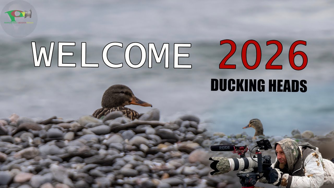 Ducking Heads
