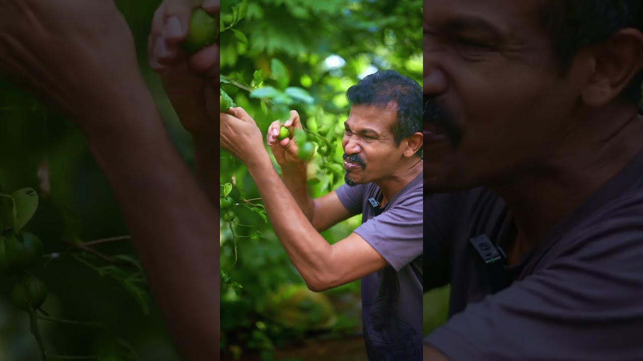 Calamansi Better Than Cake? You Won’t Believe This! 🍋🎂🤯