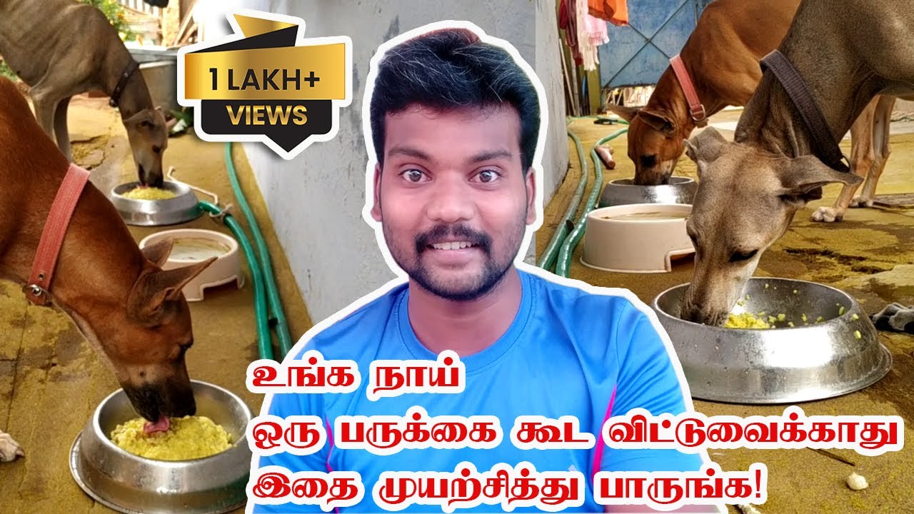 உங்க நாய் ஒரு பருக்கை கூட விட்டுவைக்காது. இதை முயற்சித்து பாருங்க! | Dog not eating well?Check this!