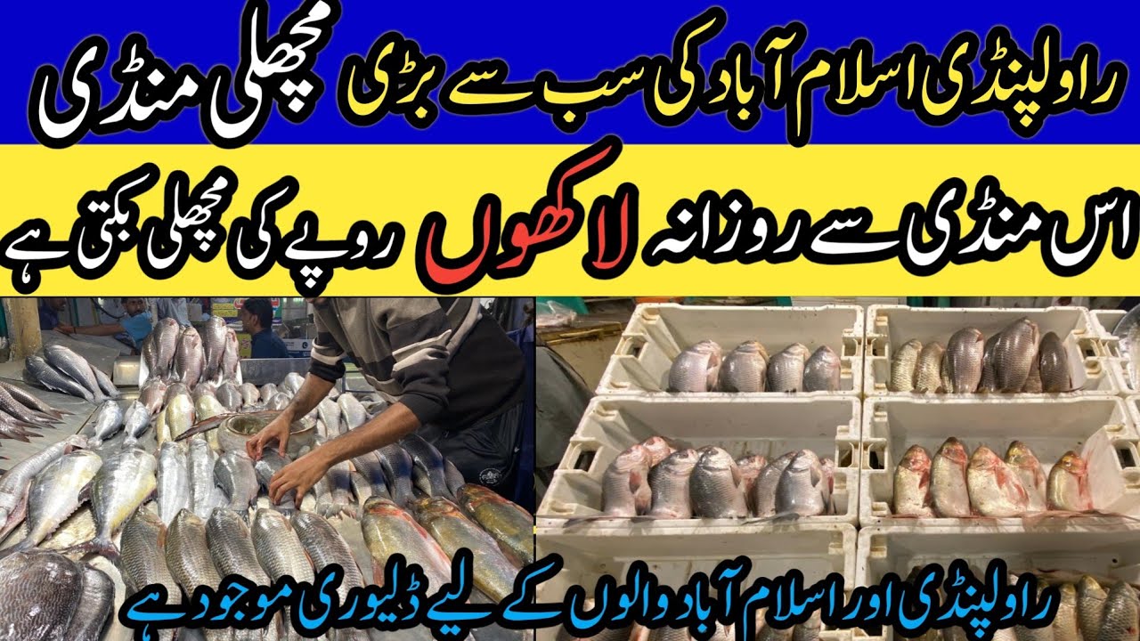 Biggest Fish Wholesale Market In Pakistan | Cheapest Fish Mandi In Rawalpindi |Nawazrajabazar