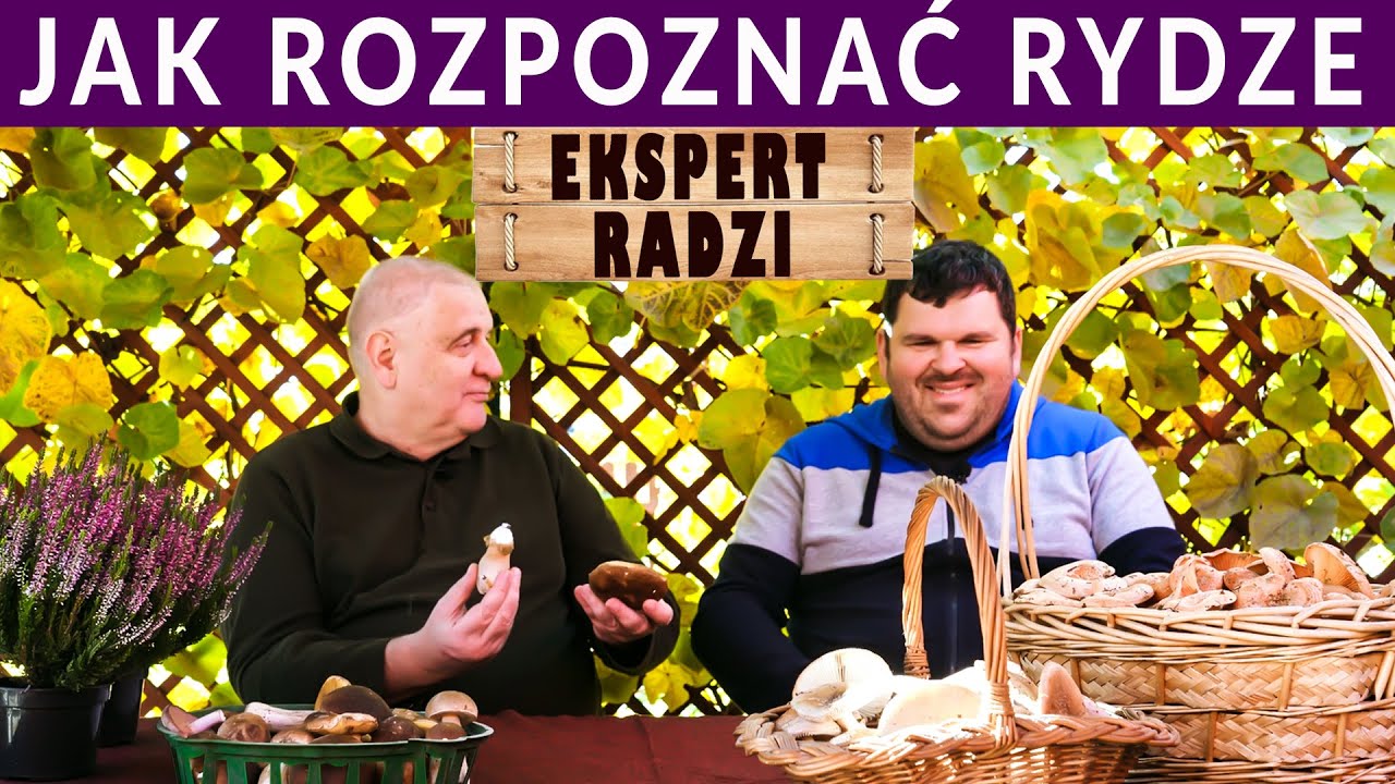 Odróżniamy rydza od niejadalnego mleczaja wełnianki. Porady eksperta.