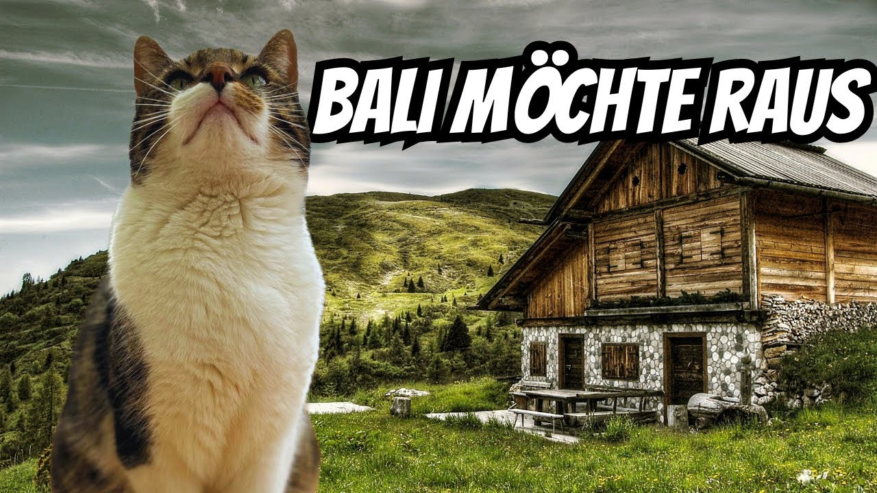 Cat diary | KATZENTAGEBUCH | Bengal Kater möchte in die Natur… | Bengal CAT in Nature 🍃
