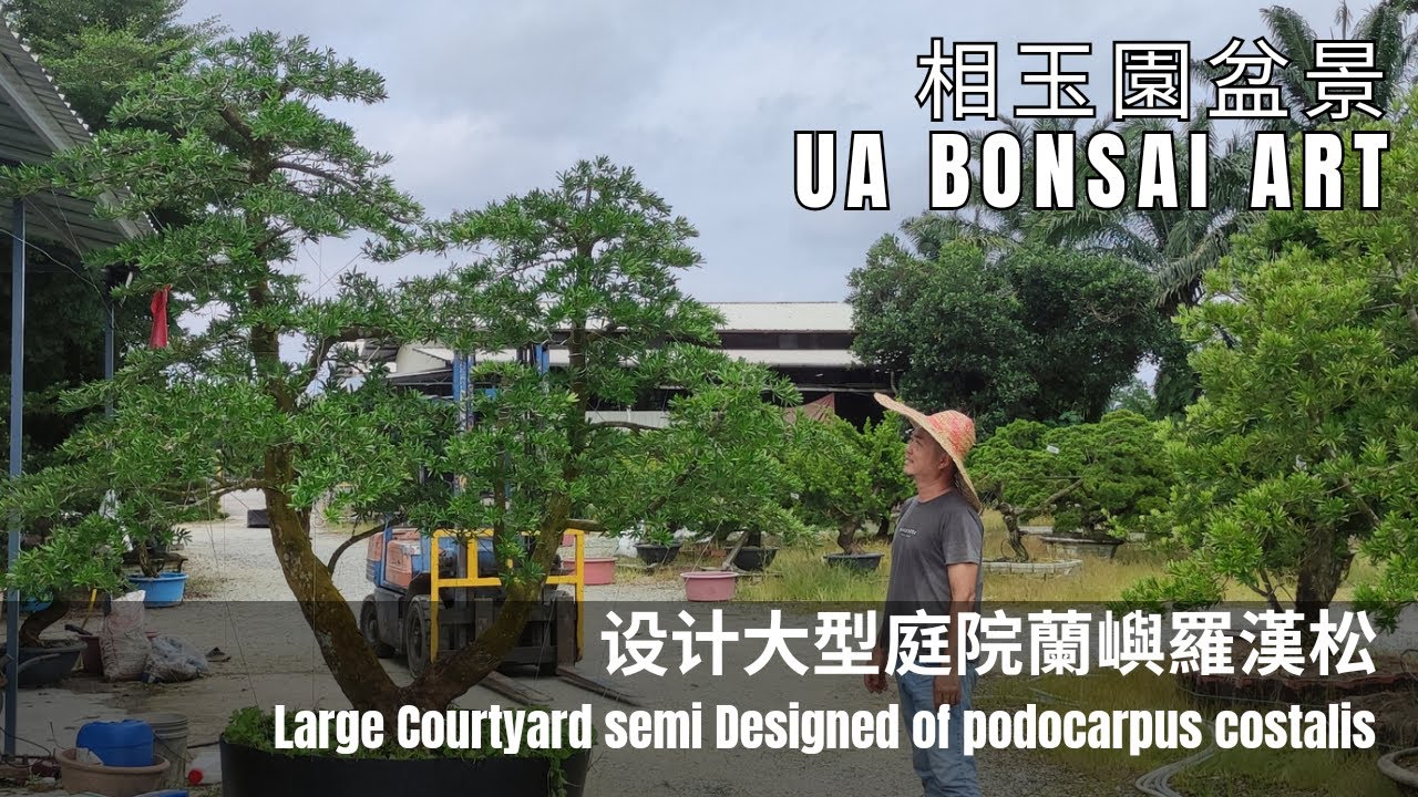 羅漢松|設計大型庭院蘭嶼羅漢松