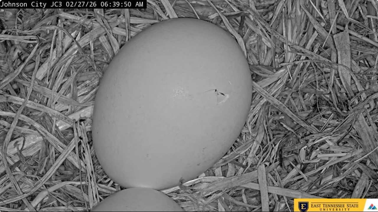 Jolene and Boone's first egg begins to hatch 26.02.-27.02.2026 ETSU Eagle Cameras Johnson City