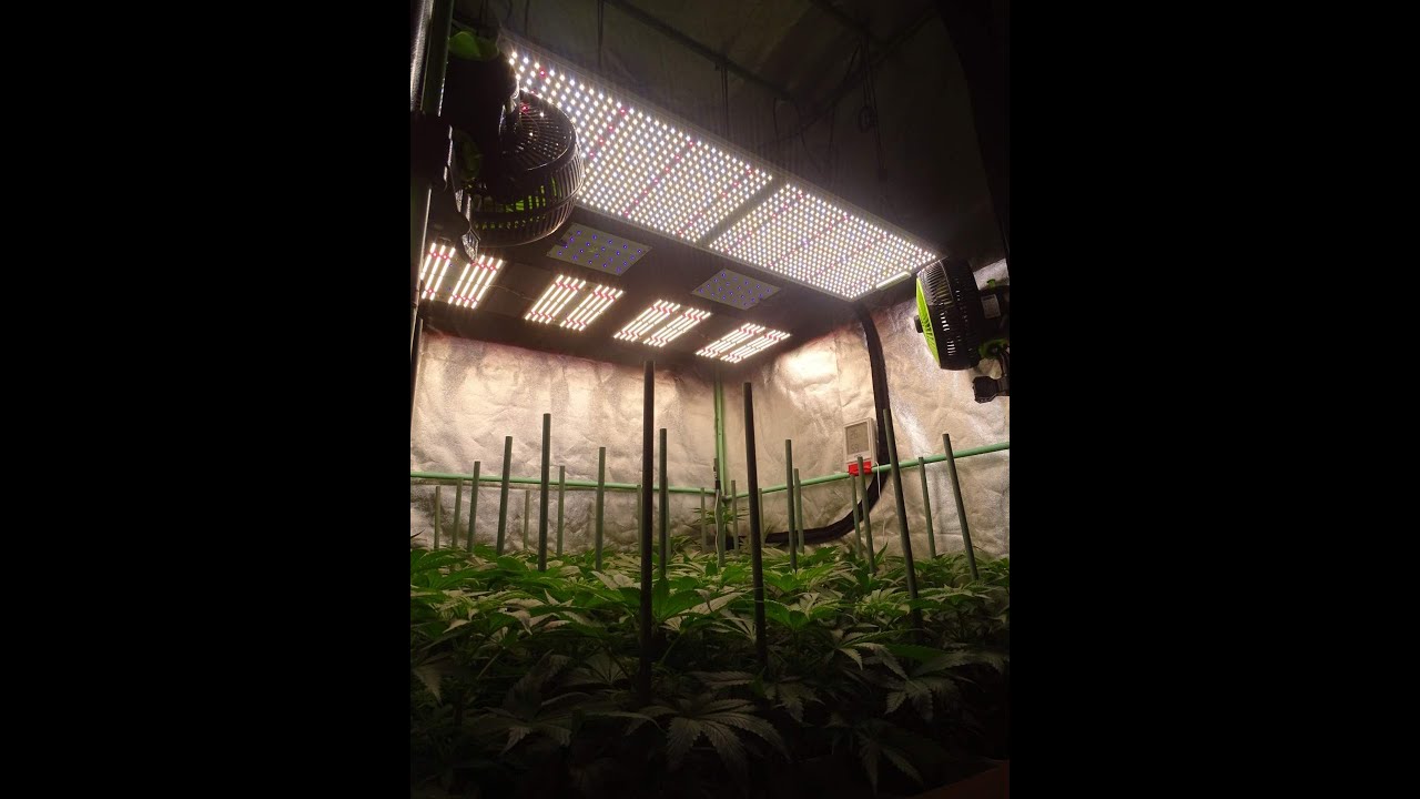 ROYAL QUEEN SEEDS - GREEN CRACK PUNCH