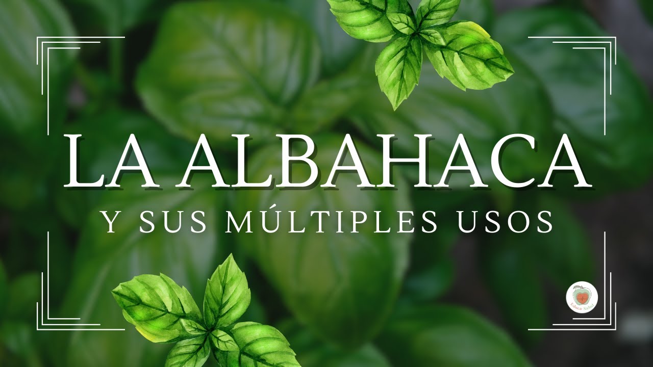 LA ALBAHACA Y SUS M&Uacute;LTIPLES USOS