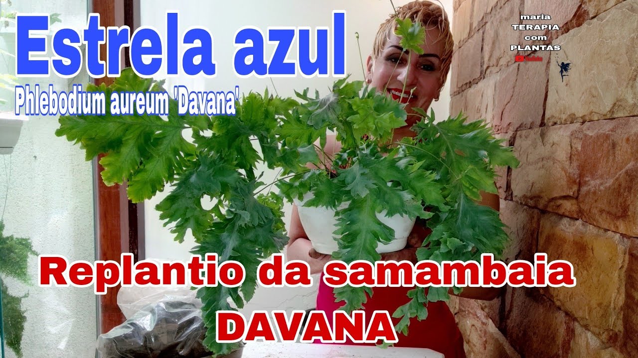 Replantio da samambaia Amazonas DAVANA