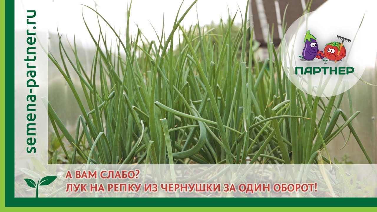 А ВАМ СЛАБО? Лук на репку из чернушки за один оборот!
