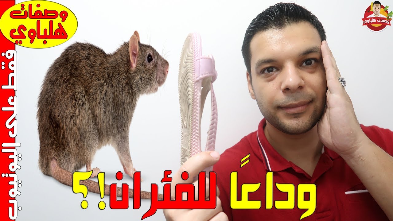 القضاء على الفئران بالطريقة الصحيحة والسليمة مستحيل فار يعيش في بيتك أكثر من دقائق