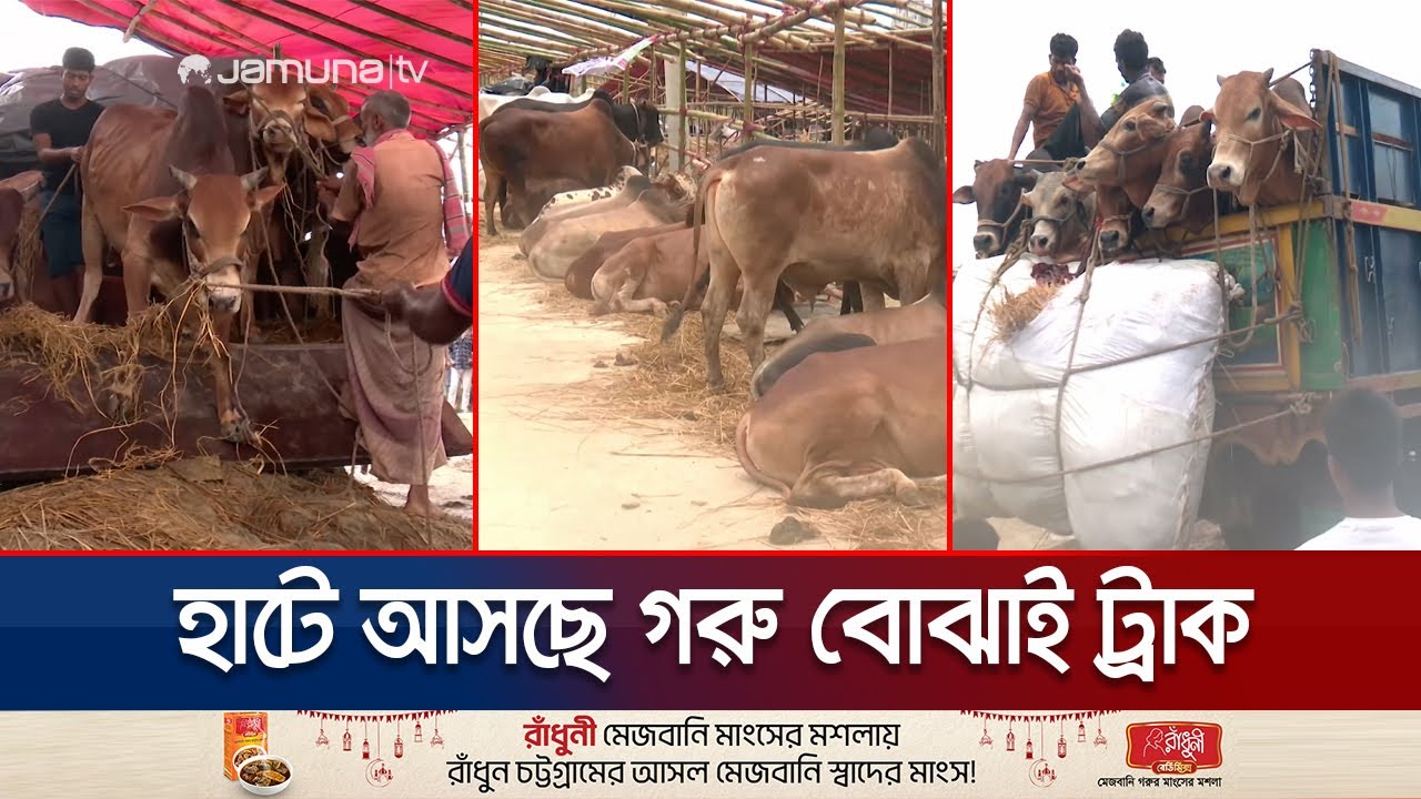 চট্টগ্রামে হাটে আসছে ট্রাক ভর্তি গরু; খামারেও ঝুঁকছেন ক্রেতারা | Cow Bazar | Jamuna TV