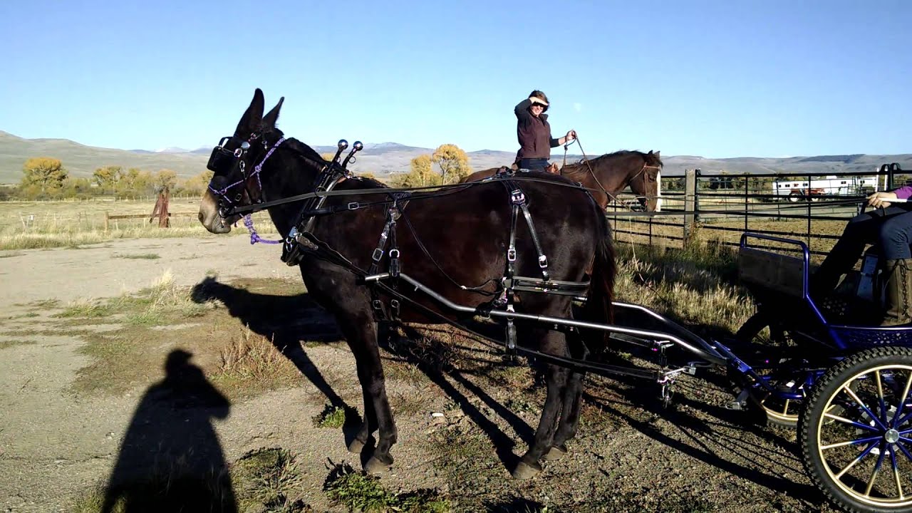 Mule pulling cart 1