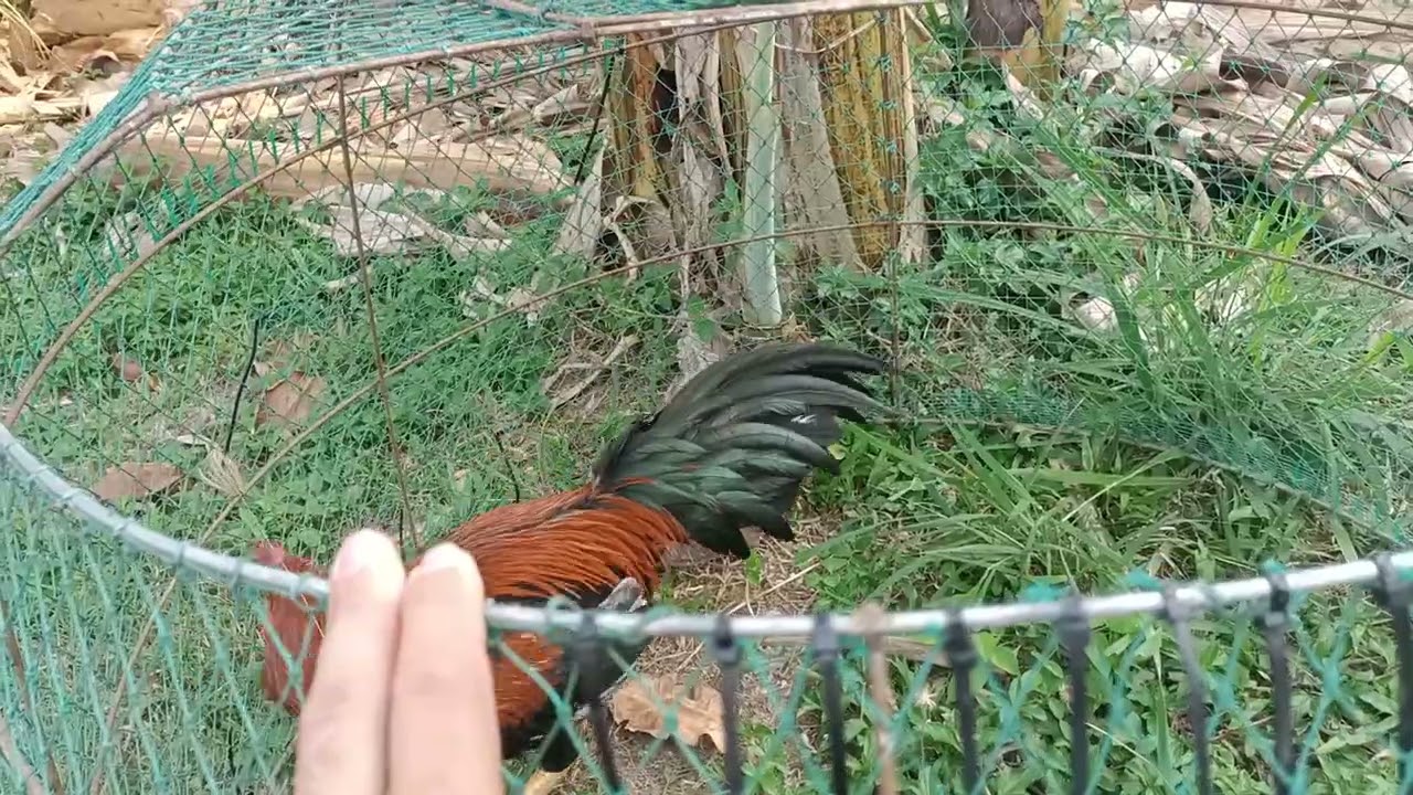 ทวนไก่เชิงพนัส