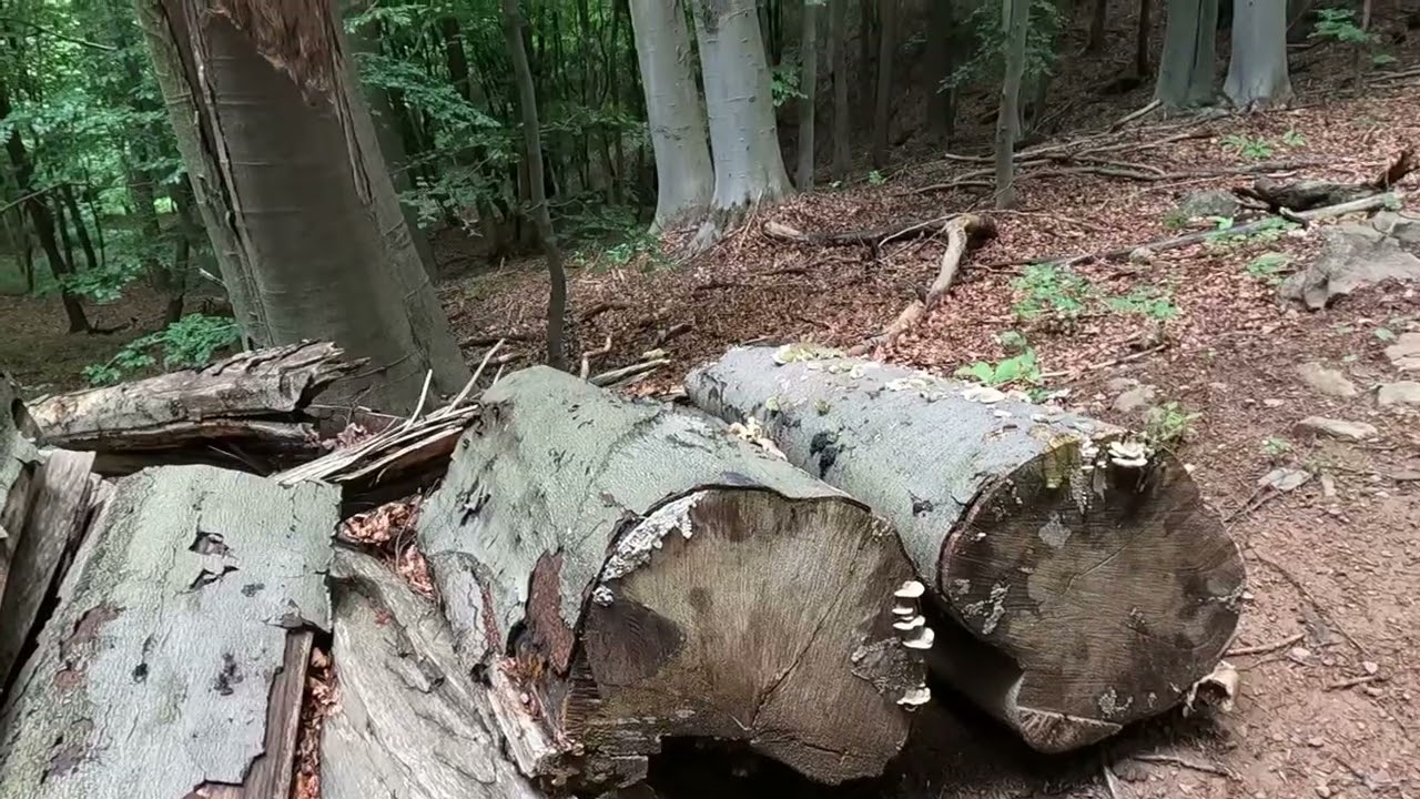 Heti egy kötelező. Folytatjuk