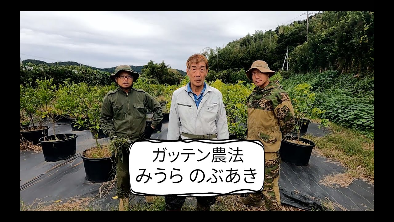みかん 柑橘 プランター栽培の植え方