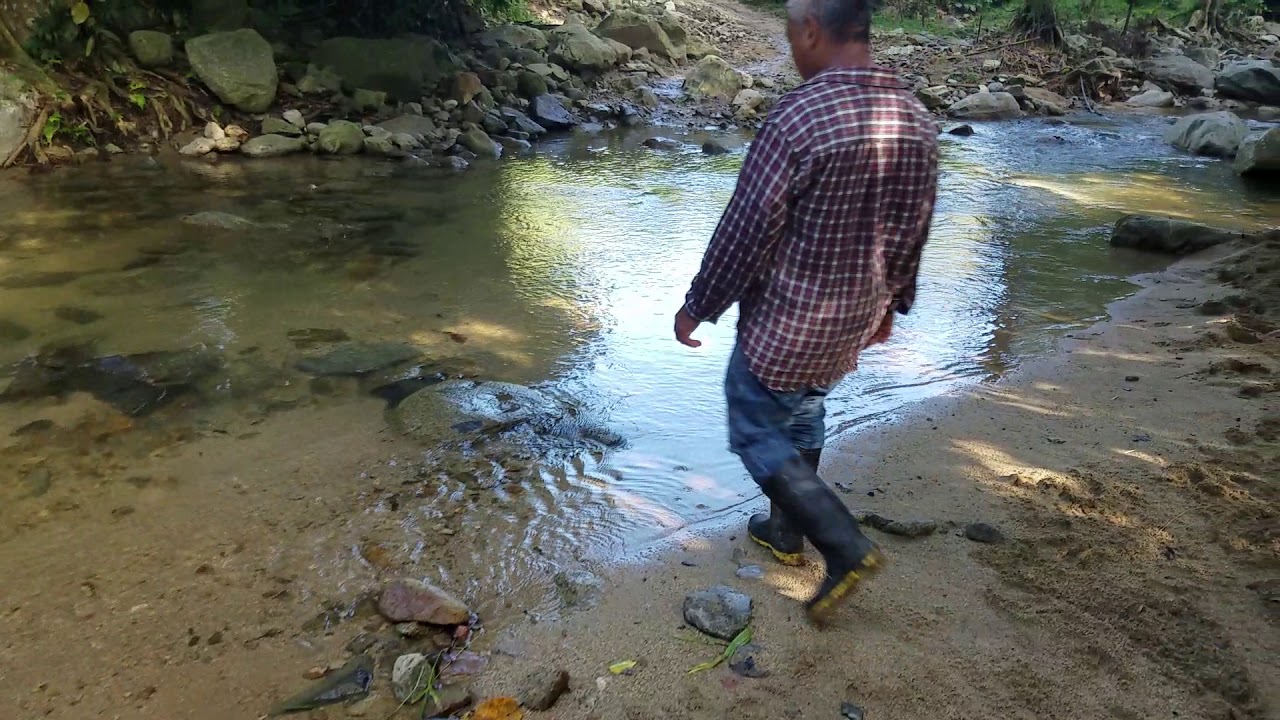 vida en  el campo honduras tropical  mostrando sólo belleza  a suscriptores feliz año nuevo