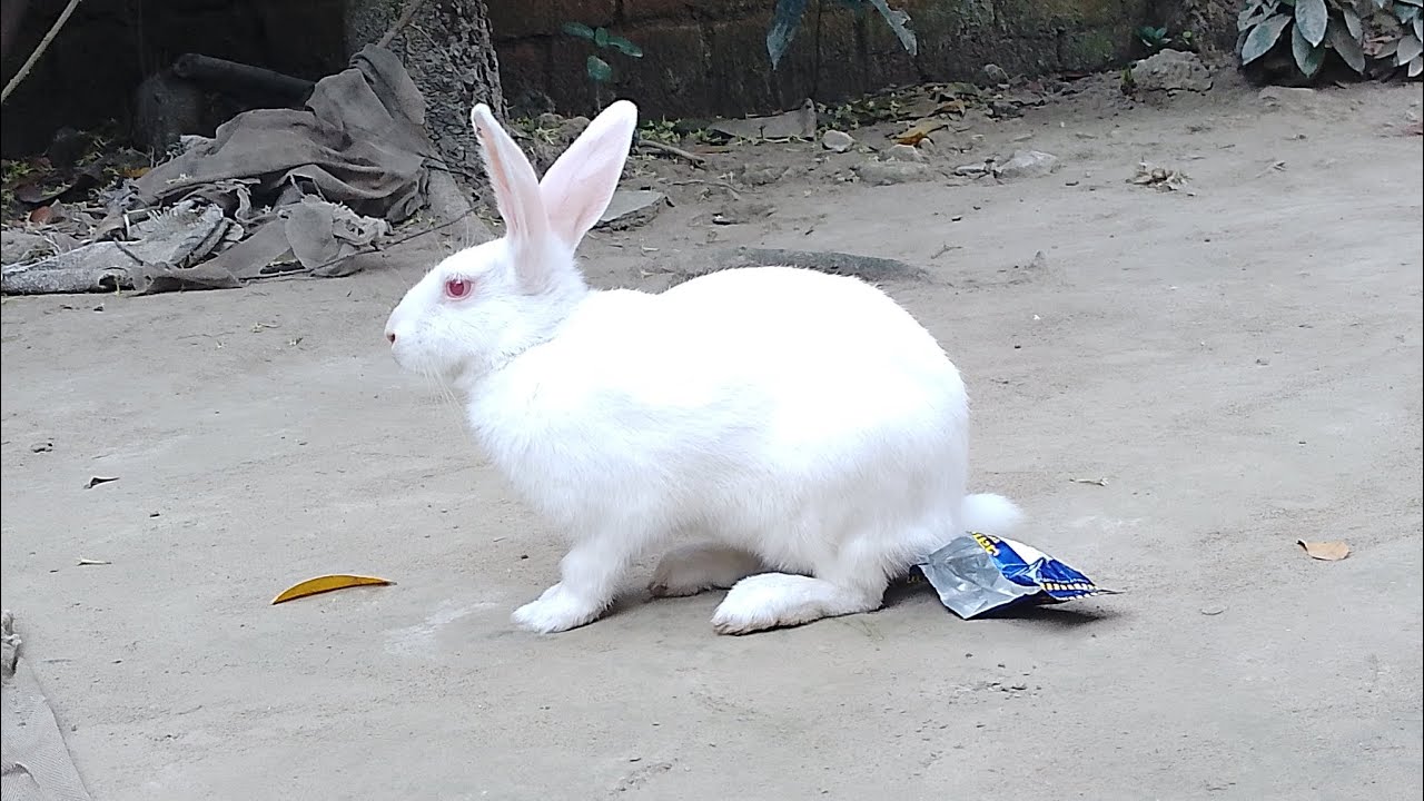 খরগোশ সব খায়।।