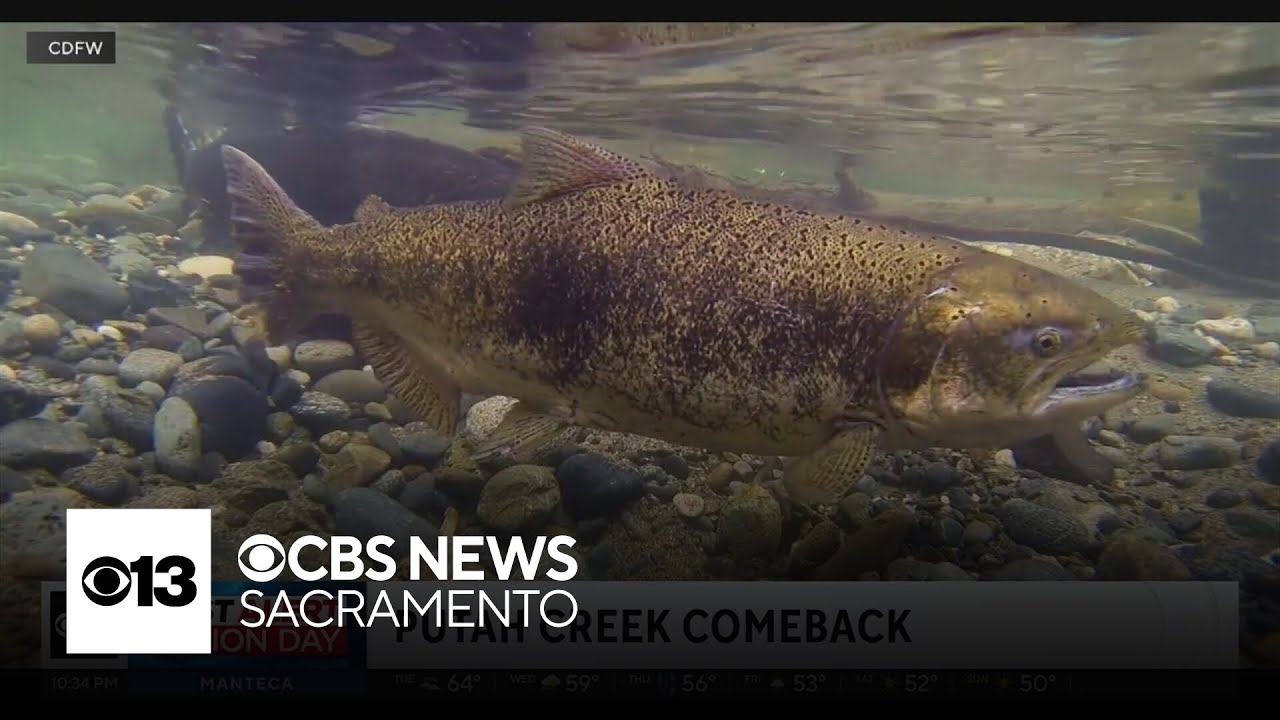 Salmon return to Putah Creek in Yolo County after restoration work