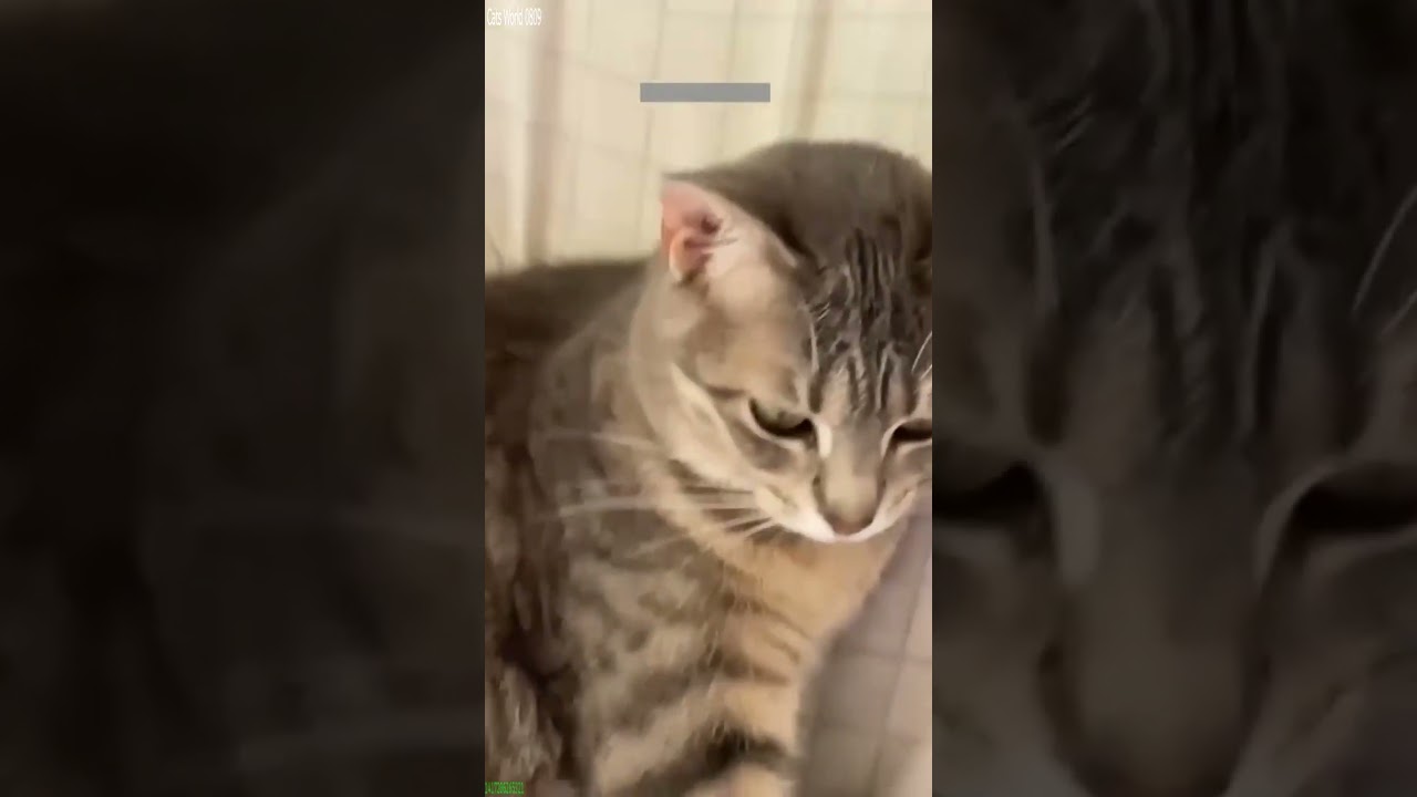 Funny Pets 🐈&zwj;⬛ Cat Fails 🥰 # Episode 9311