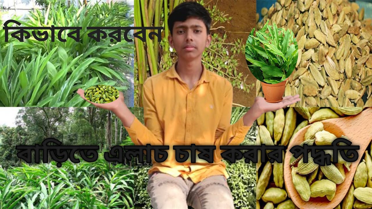 বাজার থেকে কেন এলাচ এখন আপনার বাড়িতে খুব সহজে হবে। 🎋TANJID SAB FARMING BLOG