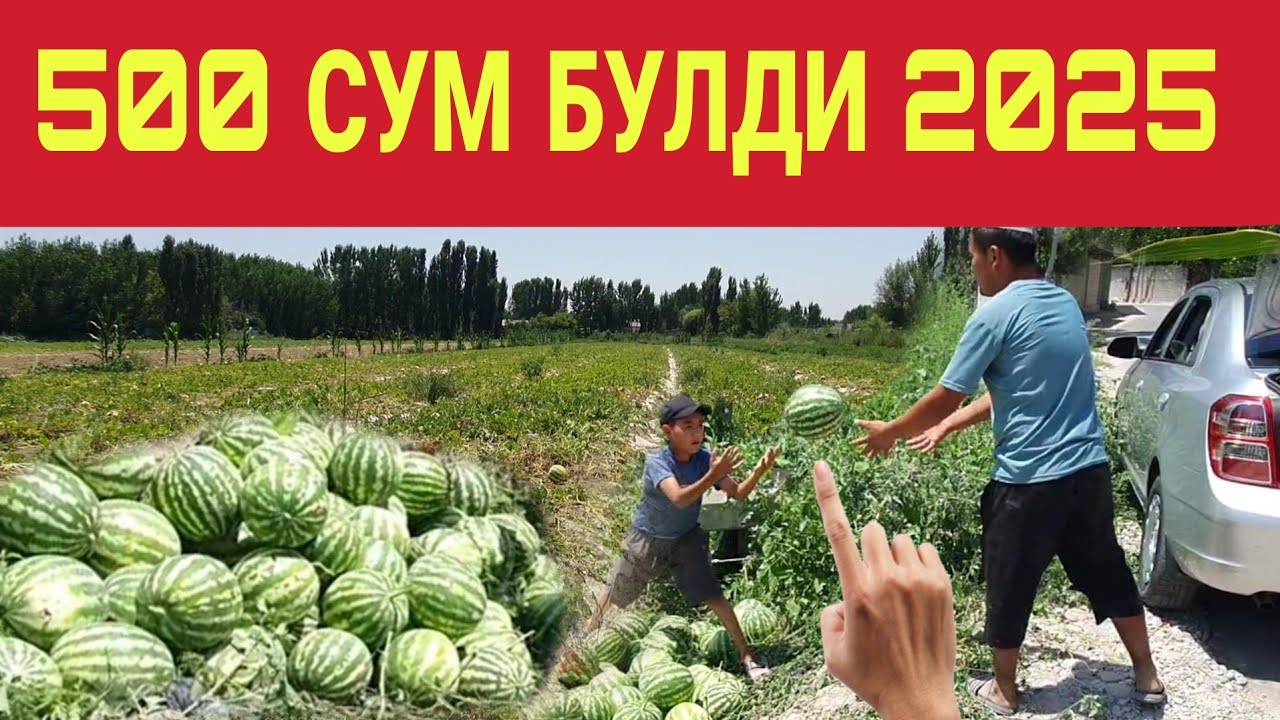 БУГУН 500 СУМДАН ТАРВУЗ СОЛА СОЛ БОШЛАНДИ / ШОГИРТИМ РАНИМАЦИЯДА...