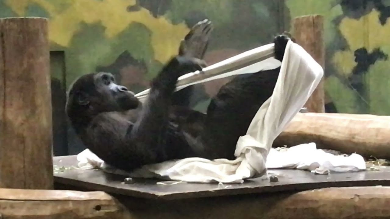 Western Lowland Gorilla (33) - Givskud Zoo (Denmark)