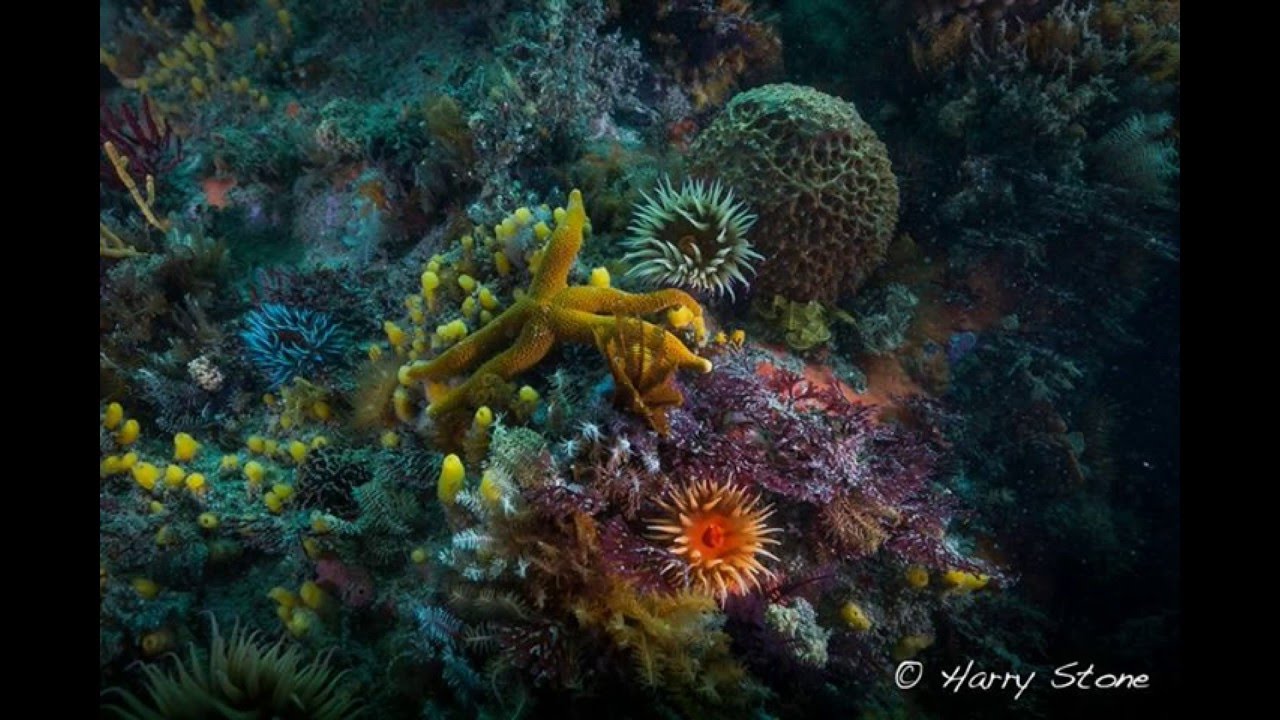 Neptunes Divers | Hermanus | South Africa