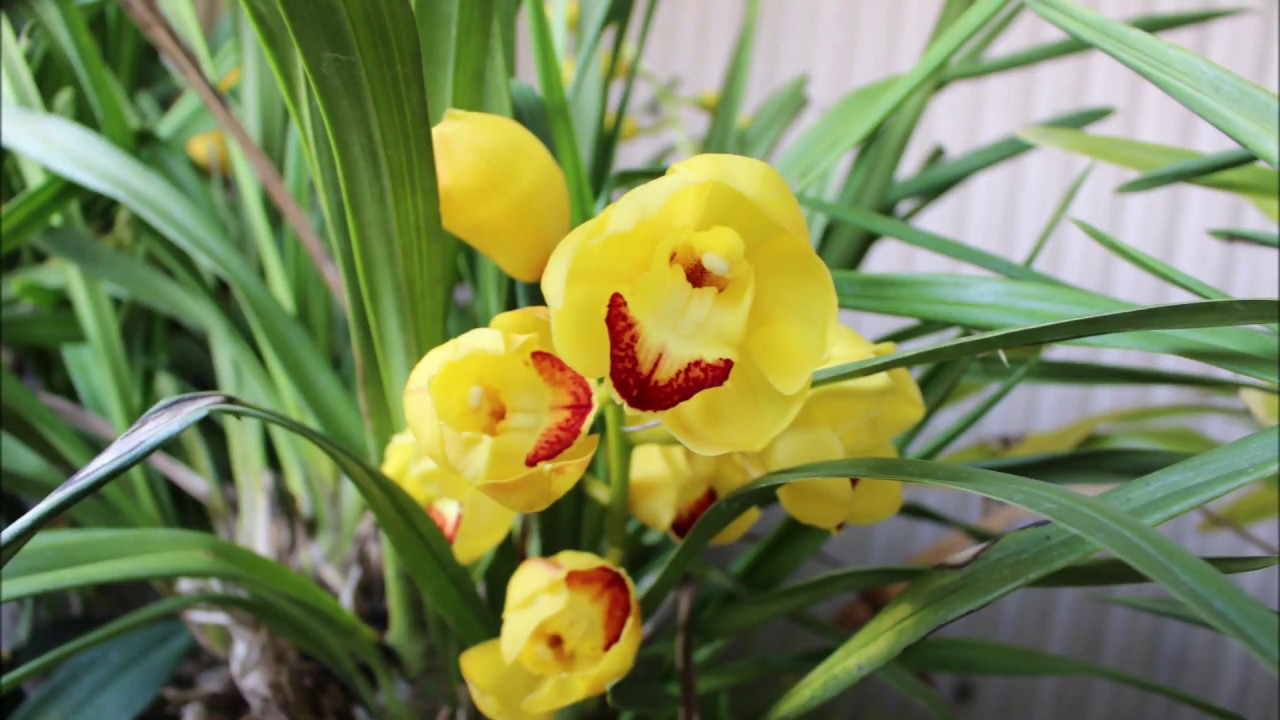 春はシンビジウムの植替え季節