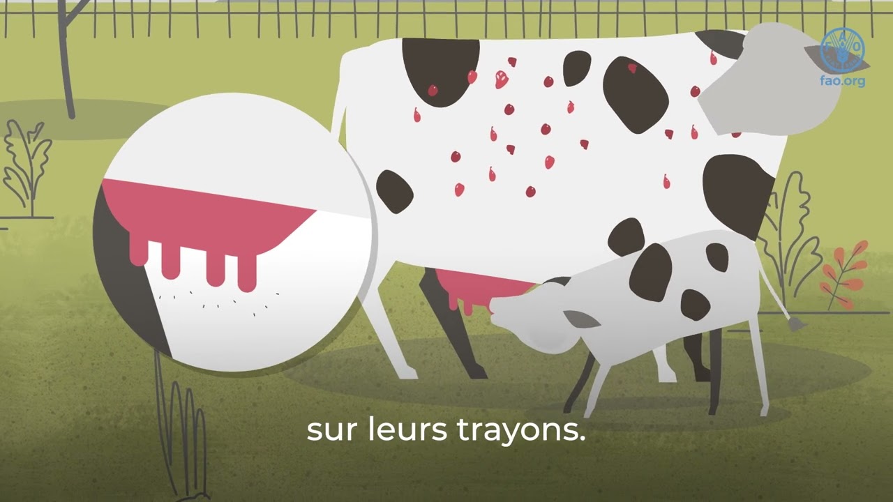 Ce que vous devez savoir sur la Dermatose Nodulaire Contagieuse