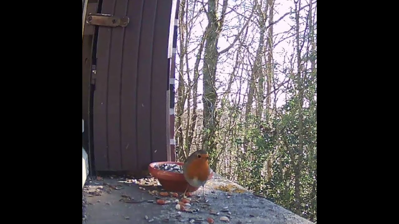 Observation au jardin: Mésanges, Sittelle, Rouge gorge -Janvier- 3