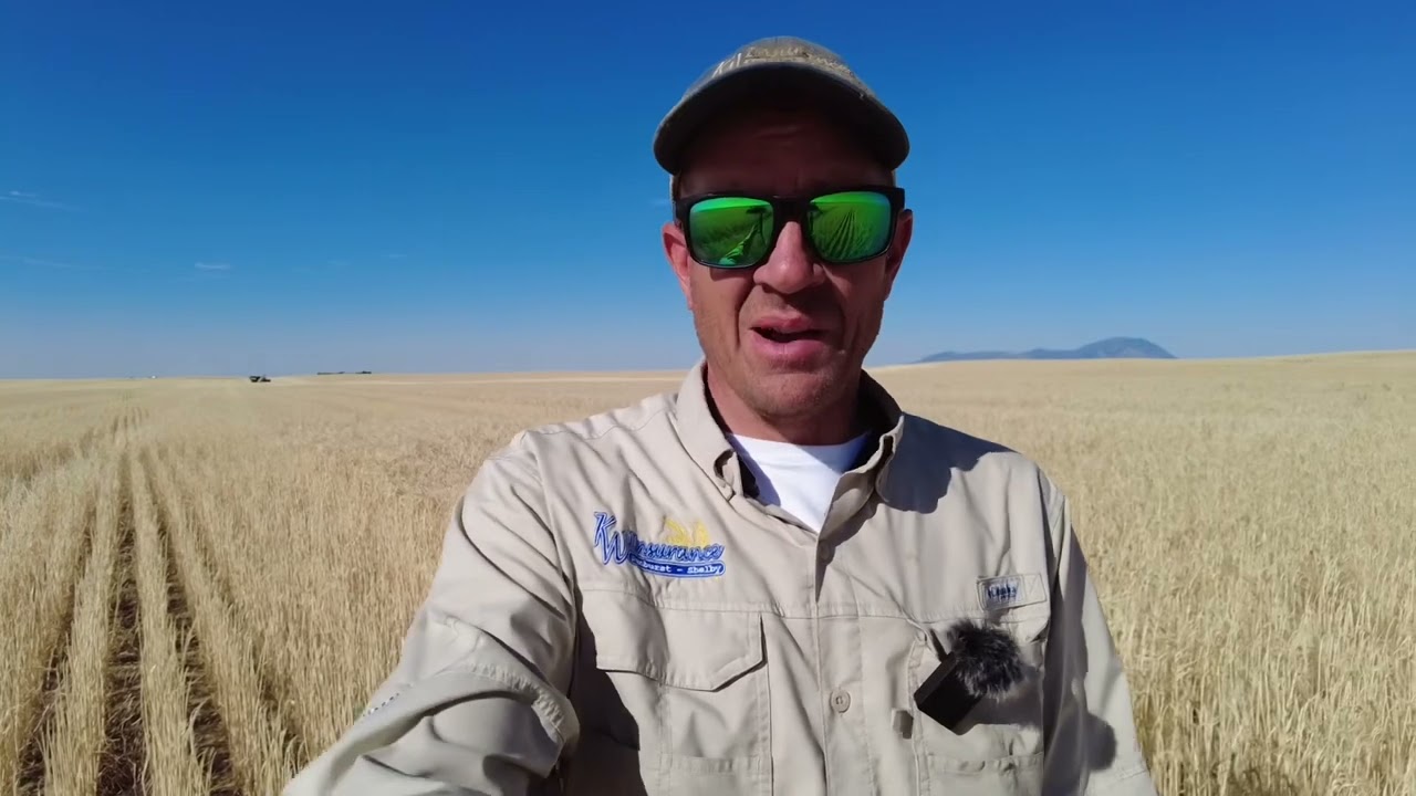 Low input barley harvest results