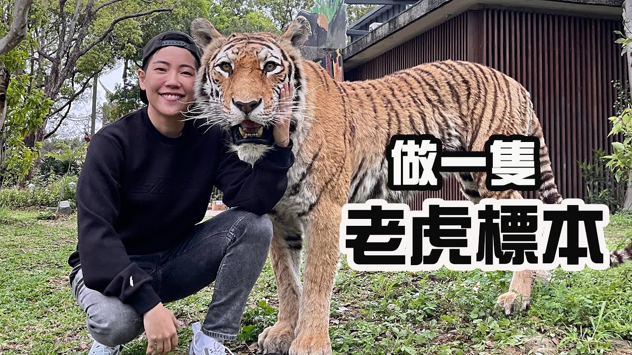 台灣有世界級的標本師！ 製作一隻孟加拉虎標本完整過程首次大公開！【昆蟲擾西上課了！】